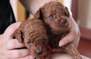 贵宾犬怎么训练不乱吠叫 贵宾犬不乱吠叫训练方法