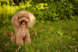 贵宾犬怎么训练大小便 贵宾犬定点上厕所训练教程