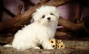 比熊犬吃什么狗粮好 比熊犬狗粮选择推荐