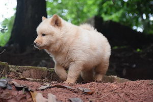 中华田园犬怎么训练接飞盘 中华田园犬携取东西训练方法