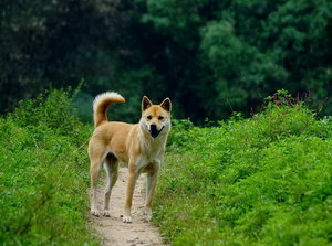 老年中华田园犬怎么养 老年中华田园犬喂养知识