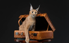 如何训练埃及猫不乱抓家具 埃及猫抓家具制止办法
