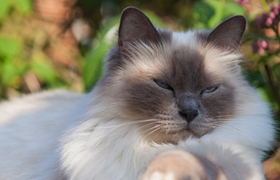 伯曼猫食欲不好是什么原因 伯曼猫食欲差解决办法