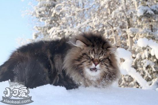 西伯利亚猫吃什么 西伯利亚森林猫喂食要求