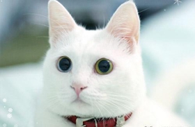 安哥拉猫怎么预防糖尿病 猫咪糖尿病预防方法