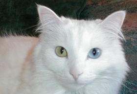 安哥拉猫失聪怎么办 猫咪失聪原因介绍
