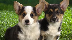 柯基犬饮食习惯怎么培养 柯基犬饮食习惯养成攻略