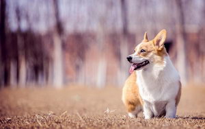 柯基大小便怎么训练 柯基犬定点上厕所训练教程