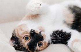 怎么纠正日本短尾猫的夜游 日本短尾猫夜游纠正方法