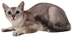 波米拉猫抑郁症有什么症状 抑郁症症状介绍