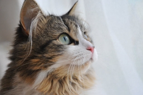 波米拉猫乳腺炎怎么治疗 乳腺炎治疗控制办法