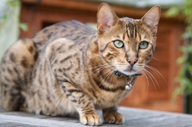 波米拉猫感染性腹泻如何治 感染性腹泻治疗方法