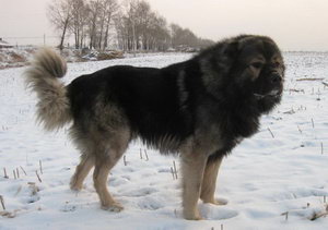 高加索犬鼻炎怎么治疗 高加索犬鼻炎治疗方法