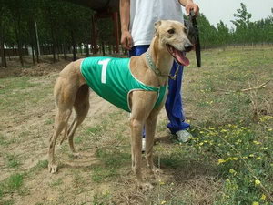 格力犬拉稀怎么办 灵缇犬拉肚子治疗方法大全