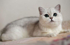重点色短毛猫咬人怎么办 重点色短毛猫不咬人训练