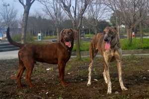 细犬刚出生怎么喂 刚出生的中国细犬喂养护理方法