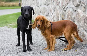 英国可卡犬怎么美容 英国可卡犬美容流程