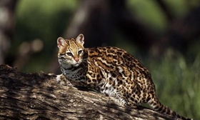 豹猫亮肚皮是什么意思 豹猫亮肚皮含义介绍