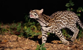 豹猫不能吃什么 豹猫饮食禁忌12条