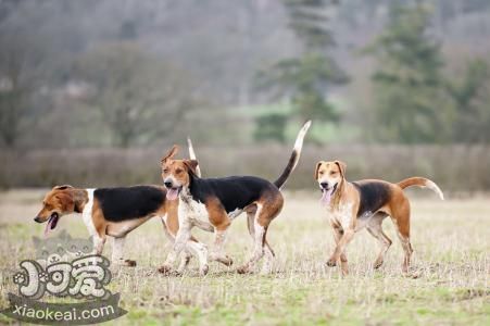 英國獵狐犬怎麼習慣籠子 英國獵狐犬訓練注意事項
