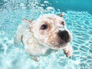狗狗怎么学游泳 狗狗游泳学习训练教程