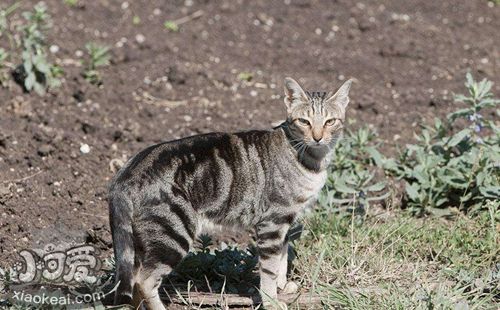 肯尼亚猫怎么养 肯尼亚猫喂养技巧