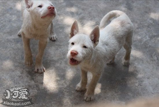 下司犬懷孕幾個月生 下司犬懷孕後多久生產1