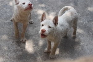 下司犬怀孕几个月生 下司犬怀孕后多久生产