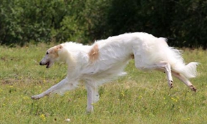 苏俄猎狼犬怎么训练 苏俄猎狼犬训练注意事项