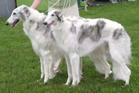 苏俄猎狼犬怎么学握手 苏俄猎狼犬握手训练