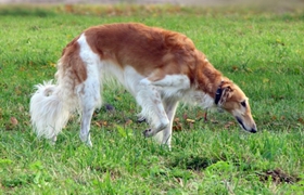 苏俄猎狼犬患皮肤病怎么办 皮肤病治疗方案