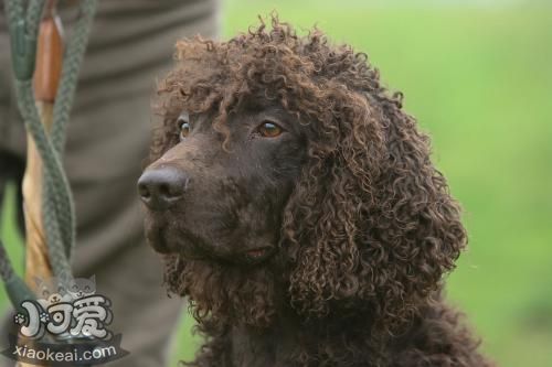 怎么训练爱尔兰水猎犬衔物 爱尔兰水猎犬取东西训练