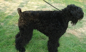 黑俄罗斯梗幼犬吃什么 幼犬每日饮食介绍