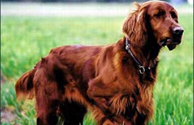 爱尔兰雪达犬吃什么 爱尔兰雪达犬喂食要点