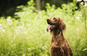 爱尔兰雪达犬怎么护理 毛发护理方法