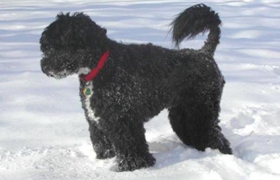 葡萄牙水犬吃什么好 葡萄牙水犬喂食要点