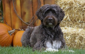 葡萄牙水犬怎么养 葡萄牙水犬饲养注意事项