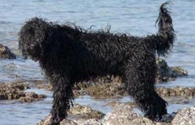 如何训练葡萄牙水犬大小便 葡萄牙水犬排便训练