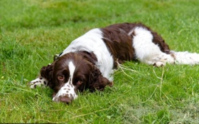 威尔士跳猎犬得了犬瘟如何治疗 犬瘟治疗方法介绍