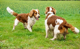 怎么训练威尔士跳猎犬听口令 威尔士跳猎犬口令训练法