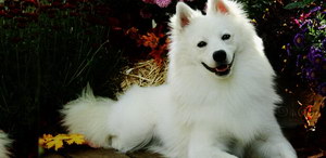 爱斯基摩犬怎么洗澡 美国爱斯基摩犬洗澡流程