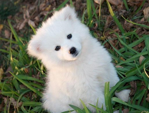 爱斯基摩犬耳朵怎么清洁 爱斯基摩犬耳朵清洁护理方法