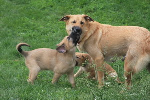 奇努克犬怎么修剪指甲 奇努克犬剪指甲方法