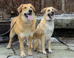 奇努克犬牙齿怎么清洁 奇努克犬牙齿护理方法