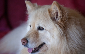 芬兰拉普猎犬拉肚子怎么办 拉肚子治疗方法介绍