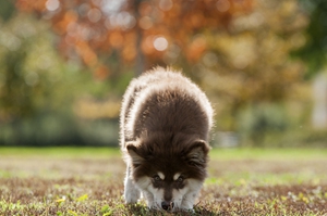 芬兰拉普猎犬鼻子有点干是怎么了