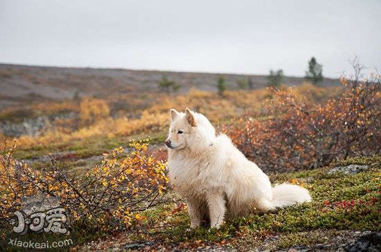 怎麼訓練芬蘭拉普獵犬走路 芬蘭拉普獵犬走路訓練