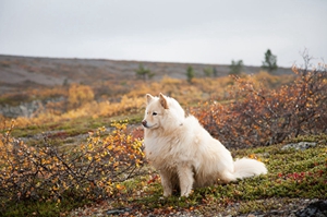 芬兰拉普猎犬咳嗽怎么办 芬兰拉普猎犬咳嗽原因分析