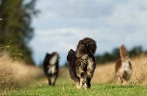 芬兰拉普猎犬怎么训练 芬兰拉普猎犬训练技巧