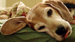 美国猎狐犬怎么养 美国猎狐犬多久喂一次